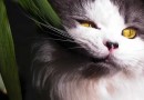 Veja 13 plantas que você não pode ter em casa se tiver pets
