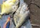 Bombeiros alertam para presença de piranhas na Prainha de Irani