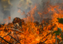 Incêndios destruíram quase 25% do território brasileiro nos últimos 40 anos