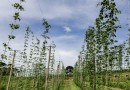 Com pesquisa e iniciativas pioneiras, Paraná pode se tornar a terra do lúpulo no futurog