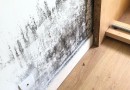 O perigo invisível do mofo dentro de casa