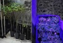 Advogado é preso por cultivar estufa com centenas de pés de maconha