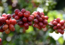 Pesquisa identifica os melhores clones de café para produção
