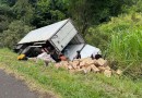 Caminhão tomba na BR-277 e carga é saqueada por moradores indígenas