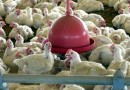 Livre da gripe aviária, SC reforça ações de prevenção após registro de casos em países vizinhos