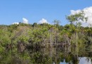 Cientistas desenvolvem tecnologia para desvendar florestas tropicais
