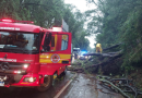 Temporal causa queda de árvores e bloqueia BR-282