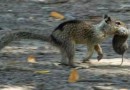 Pela primeira vez, cientistas descobrem colônia de esquilos carnívoros