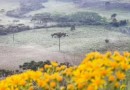 Massa de ar polar traz queda drástica nas temperaturas e pode causar geada em SC