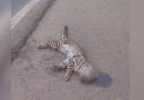 Animal ameaçado de extinção é atropelado