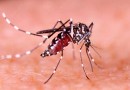 Número de casos de dengue em SC salta de 142 para 339 em uma semana