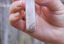 Paraná registra mais 187 casos de dengue em uma semana