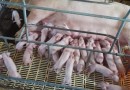 Produção agropecuária do Estado de Santa Catarina ultrapassa R$ 60 bilhões
