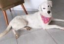 Família paga recompensa para quem encontrar cadela desaparecida