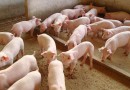 Exportação de carne suína deve continuar em alta, mesmo com queda nas vendas para a China