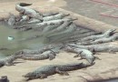 Idoso cai em criadouro de crocodilos e é destroçado e devorado vivo
