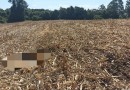 Agricultor encontra cadáver em meio a plantação de milho no interior de Cunha Porã