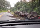 Carreta bitrem carregada com adubo sai da pista e tomba na BR-163
