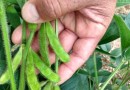 Pesquisadores apresentam mapeamento da safra de grãos por sensoriamento remoto