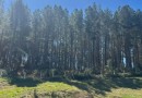 SC tem quase 1 milhão de hectares de florestas plantadas, aponta pesquisa