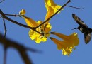 A Primavera começa com flores e ensinamentos da natureza sobre resiliência