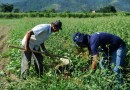 Agricultura familiar é 8ª maior produtora de alimentos do mundo