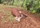 Três animais morreram atingidos por raio no interior