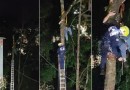 Homem fica suspenso a 15 metros de altura durante corte de árvore