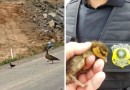 Patos-selvagens param rodovia federal em SC e provocam “minioperação” da PRF