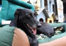 Polícia Penal entrega casinhas fabricadas por presos para cães em situação de rua