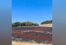 Fogo em cabos da rede elétrica provoca incêndio em lavoura