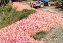 Agricultor doa 50 toneladas de ameixa após não conseguir vender produção