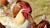 Homem é preso após jogar frango congelado no rosto da mãe