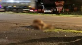 Boi atravessa rodovia e causa acidente com motocicleta