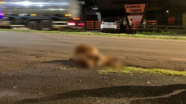 Boi atravessa rodovia e causa acidente com motocicleta