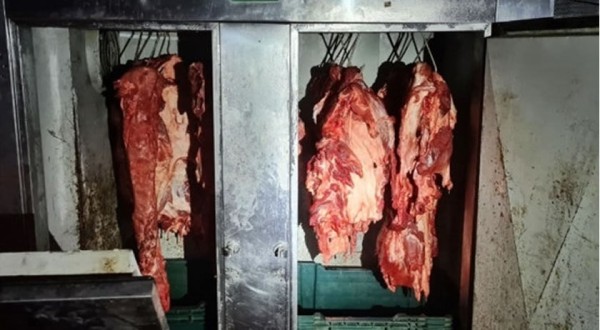 Quase meia tonelada de carne suína é apreendida em abatedouros clandestinos