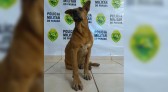Morre o “Pulicia José”, o cachorro caramelo que virou mascote da 3ª Cia da PM e que tinha até perfil no Face e Insta