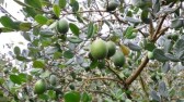 “Fruta do futuro” ganha mercado e maior produção ocorre em SC