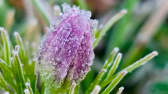 Geada cobre a Serra e manhã registra mínimas próximas de 0°C