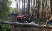Queda de eucalipto mata idoso no Meio-Oeste