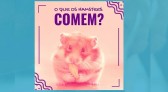 Alimentação apropriada para os hamsters