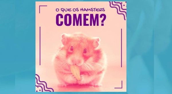 Alimentação apropriada para os hamsters