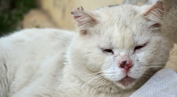 Mais de 400 gatos são encontrados em situação insalubre dentro de apartamento