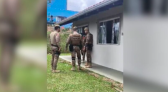 Criança é morta a facadas pela própria irmã em surto psicótico, diz PM