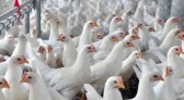 Mais quatro países retiraram restrições ao frango do Brasil