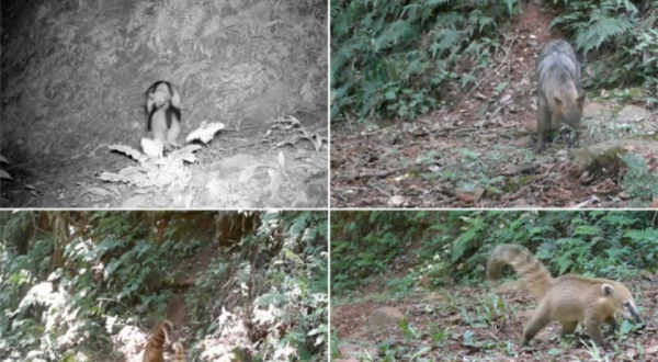 Empresário transforma propriedade em santuário da vida selvagem no interior de Paraíso