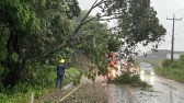 Chuva com ventos fortes derruba árvores e mobiliza Bombeiros