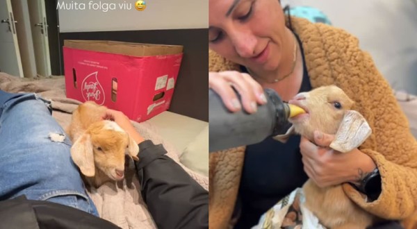 Cabrinha encontrada chorando em estrada de SC ganha novo lar: ‘Coisa mais querida’