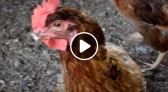 Rifa da fazendinha arrecada R$ 10 mil após vídeo de vereadores viralizar na internet