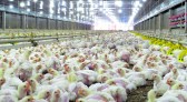 Japão suspende compras de carne de frango de Santa Catarina